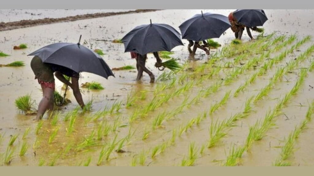 Kharif Sowing Likely to Exceed Last Year’s Levels, Says ICRA