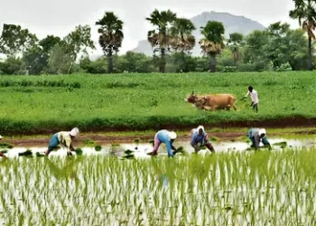 Kharif Sowing Likely to Exceed Last Year’s Levels, Says ICRA 7 Kharif Sowing Likely to Exceed Last Year’s Levels, Says ICRA