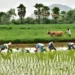 Kharif Sowing Likely to Exceed Last Year’s Levels, Says ICRA 4 Kharif Sowing Likely to Exceed Last Year’s Levels, Says ICRA