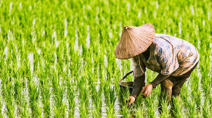 Kharif Sowing Likely to Exceed Last Year’s Levels, Says ICRA