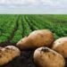 Agriculture Ministry Approves Four New Potato Varieties for Nationwide Cultivation and Processing 9 Agriculture Ministry Approves Four New Potato Varieties for Nationwide Cultivation and Processing