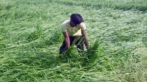 Haryana Govt Releases ₹116 Crore Compensation to Over 50,000 Farmers for Rain-Induced Crop Losses