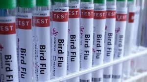 Australia Confirms First Case of H5N1 Bird Flu in Wild Seabird