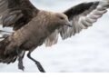 Australia Confirms First Case of H5N1 Bird Flu in Wild Seabird