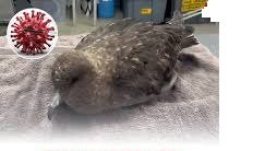 Australia Confirms First Case of H5N1 Bird Flu in Wild Seabird