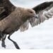 Australia Confirms First Case of H5N1 Bird Flu in Wild Seabird 6 Australia Confirms First Case of H5N1 Bird Flu in Wild Seabird