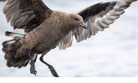 Australia Confirms First Case of H5N1 Bird Flu in Wild Seabird 3 Australia Confirms First Case of H5N1 Bird Flu in Wild Seabird
