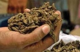 Customs Seizes Cannabis Worth ₹2.43 Crore at Delhi Airport; Indian Passenger Arrested 3 Customs Seizes Cannabis Worth ₹2.43 Crore at Delhi Airport 1