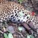Injured Leopard with Paralysed Hind Legs Found in Himachal Pradesh's Sirmaur; Wildlife Rescue Operation Launched
