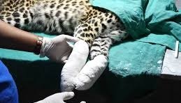 Injured Leopard with Paralysed Hind Legs Found in Himachal Pradesh 3 1