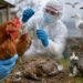 bird Flu Deadly for Backyard Chickens and Cats, Australian Vet Expert Warns