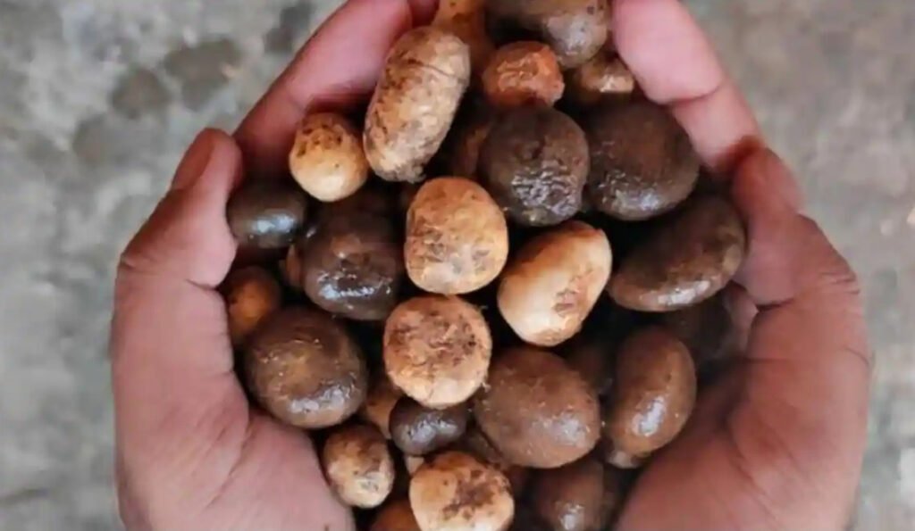 Rugda Mushroom: India’s Seasonal Forest Delicacy and Its Amazing Health Benefits 2 9 Policemen Killed in Terrorist Attack 3