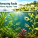 Algae Are Not Plants: 7 Amazing Facts