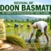 Doon Basmati Revival