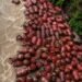Gas Cylinder Found Floating in Floodwaters in Maharashtra's Raigad District 8 Gas Cylinder Found Floating in Floodwaters