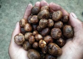 Rugda Mushroom: Health Benefits