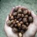Rugda Mushroom: India’s Seasonal Forest Delicacy and Its Amazing Health Benefits 5 Rugda Mushroom: Health Benefits
