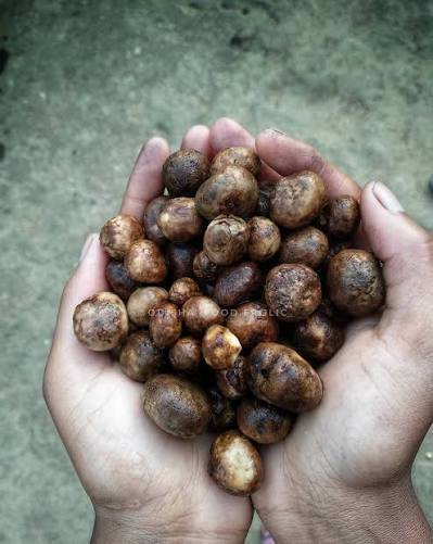 Rugda Mushroom: India’s Seasonal Forest Delicacy and Its Amazing Health Benefits 1 Rugda Mushroom: Health Benefits