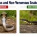 Venomous and Non-Venomous Snakes Found in India (With Photos) 9 Venomous and Non-Venomous Snakes in India