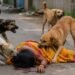 Woman Dies After Fatal Dog Attack in Madhya Pradesh 8 Woman Dies After Fatal Stray Dog Attack