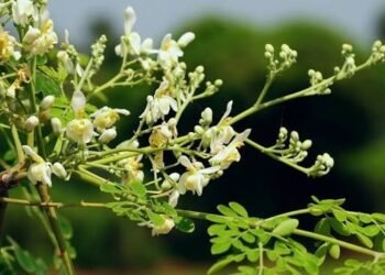 मुनगा बनेगा सुपोषित छत्तीसगढ़ का आधार