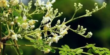 मुनगा बनेगा सुपोषित छत्तीसगढ़ का आधार