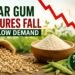 Guar Gum Futures Fall