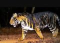 Rare Melanistic Tigress Found Dead in Odisha’s