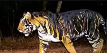 Rare Melanistic Tigress Found Dead in Odisha’s