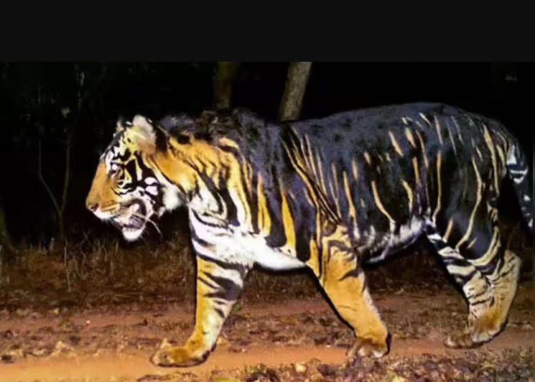Rare Melanistic Tigress Found Dead in Odisha’s