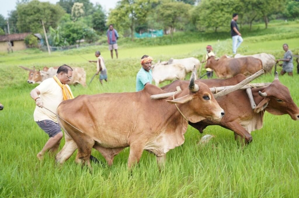 मुख्यमंत्री विष्णु देव साय ने गृहग्राम बगिया में बैलों के साथ चलाया हल, खेती-किसानी से जुड़ी पुरानी यादें हुईं ताजा 2 मुख्यमंत्री विष्णु देव साय 1 3