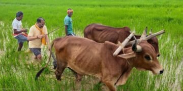 मुख्यमंत्री विष्णु देव साय ने गृहग्राम बगिया में बैलों के साथ चलाया हल, खेती-किसानी से जुड़ी पुरानी यादें हुईं ताजा