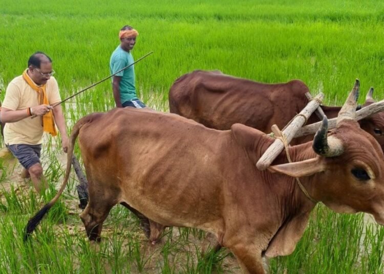मुख्यमंत्री विष्णु देव साय ने गृहग्राम बगिया में बैलों के साथ चलाया हल, खेती-किसानी से जुड़ी पुरानी यादें हुईं ताजा
